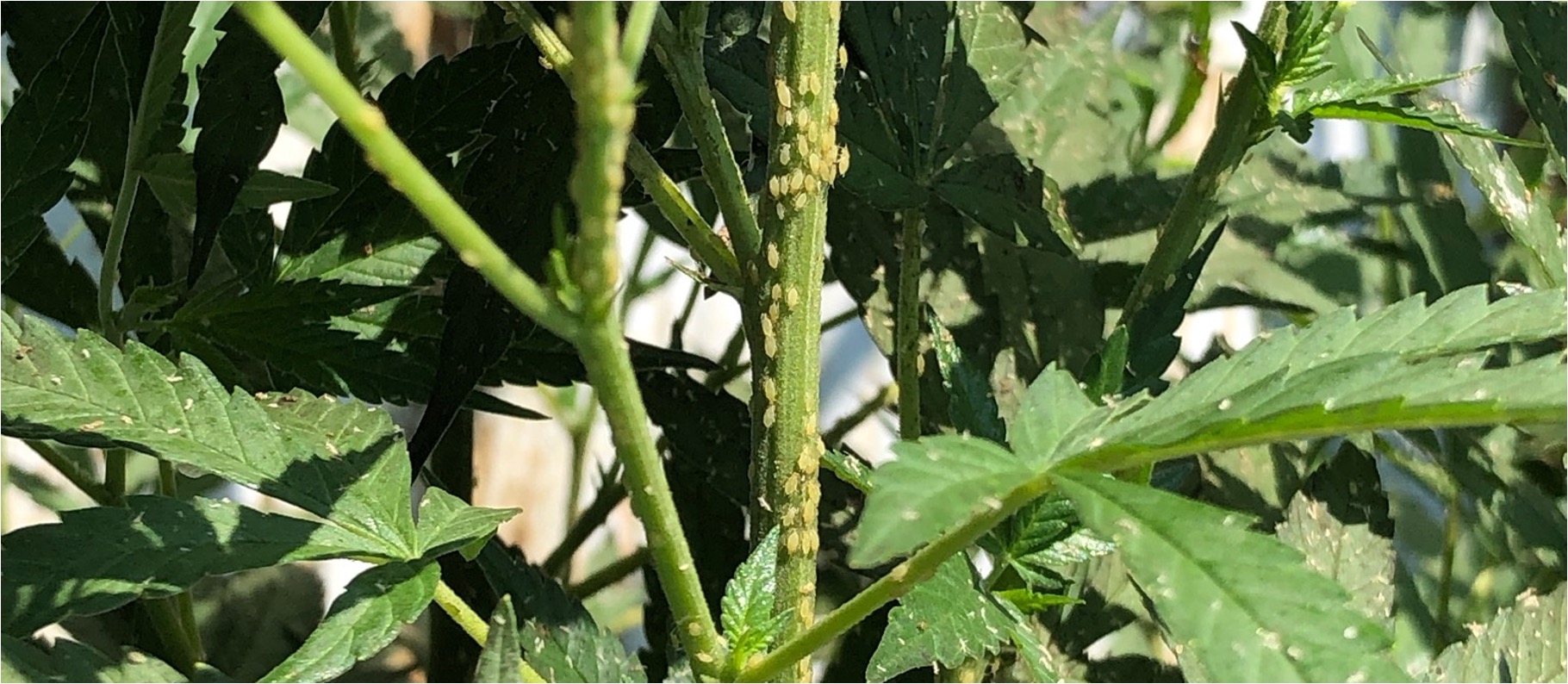 Cannabis aphid (Photo Credit: Katie Britt, PhD)